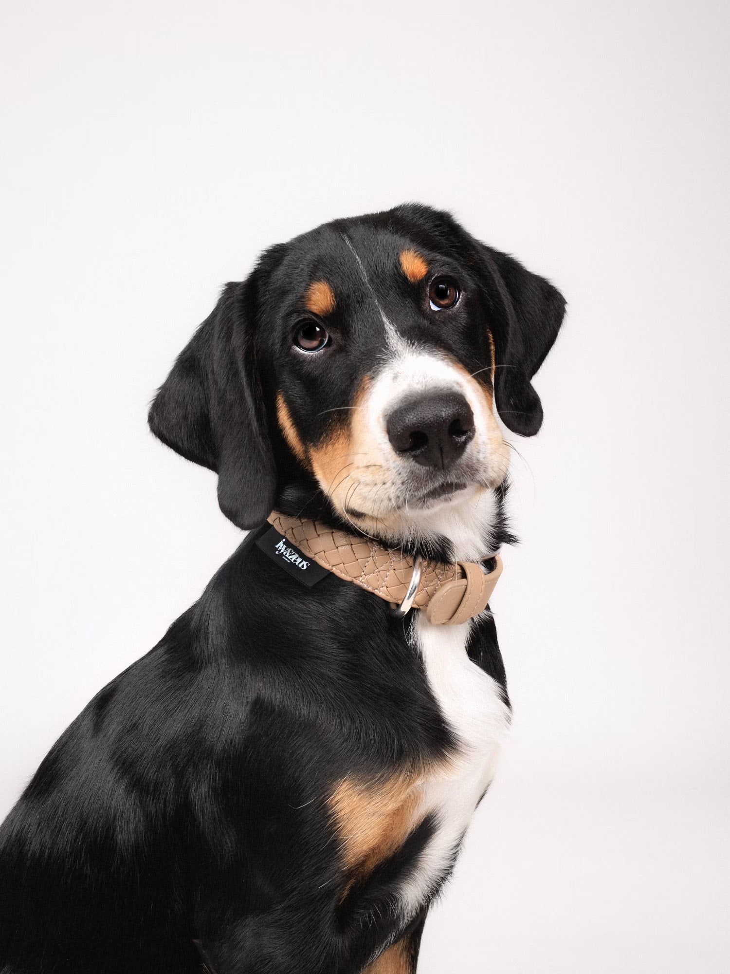 Hund trägt ein geflochtenes Hundehalsband in Safari Beige, Seitenansicht