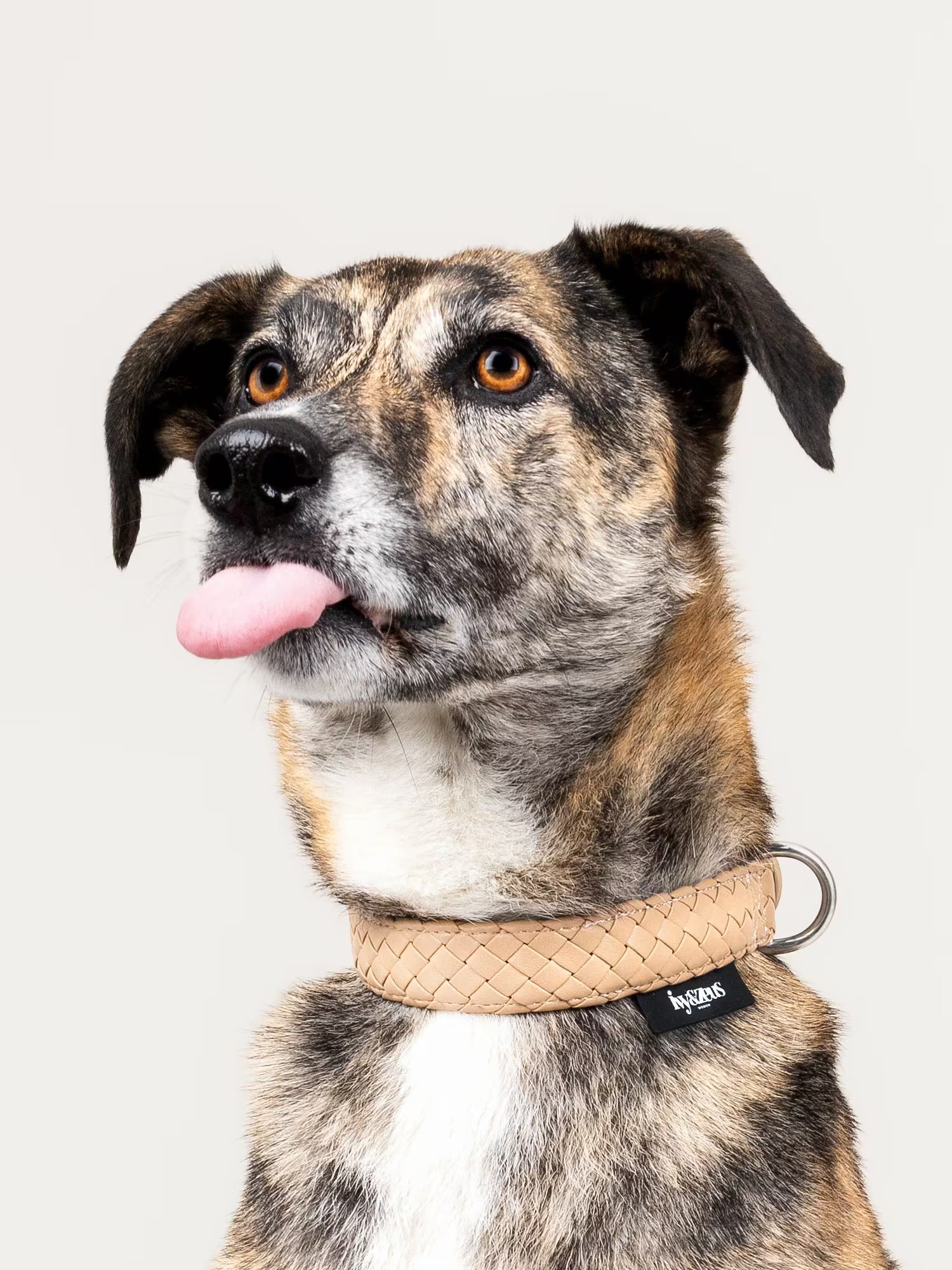 Hund trägt ein geflochtenes Hundehalsband in Safari Beige, Portraitaufnahme