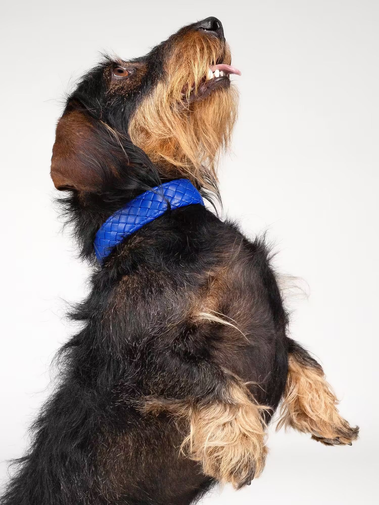 Poseidon – geflochtenes Hundehalsband in Signature Blau