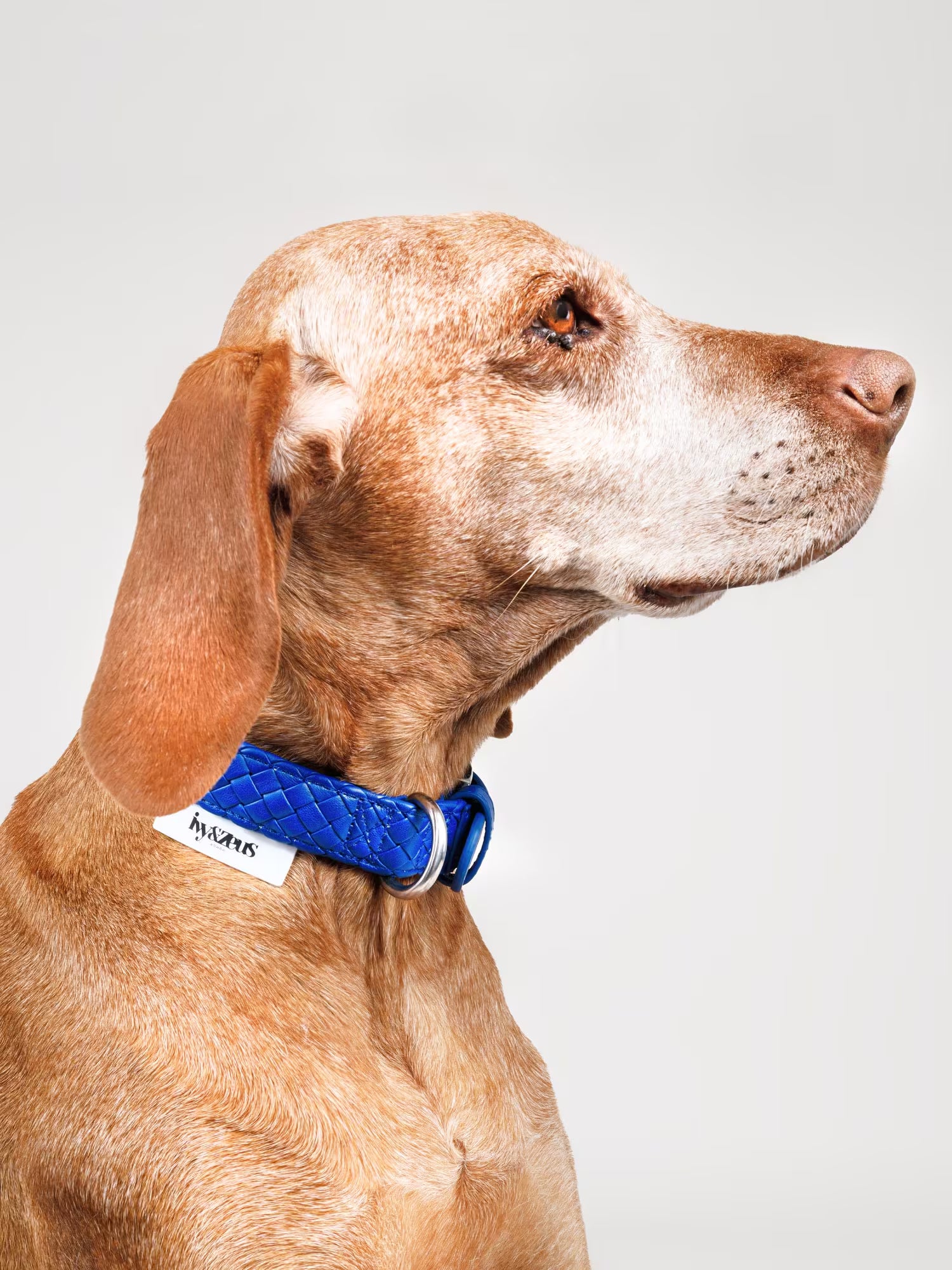 Hund trägt ein geflochtenes Hundehalsband in Poseidon Blau, Seitenansicht