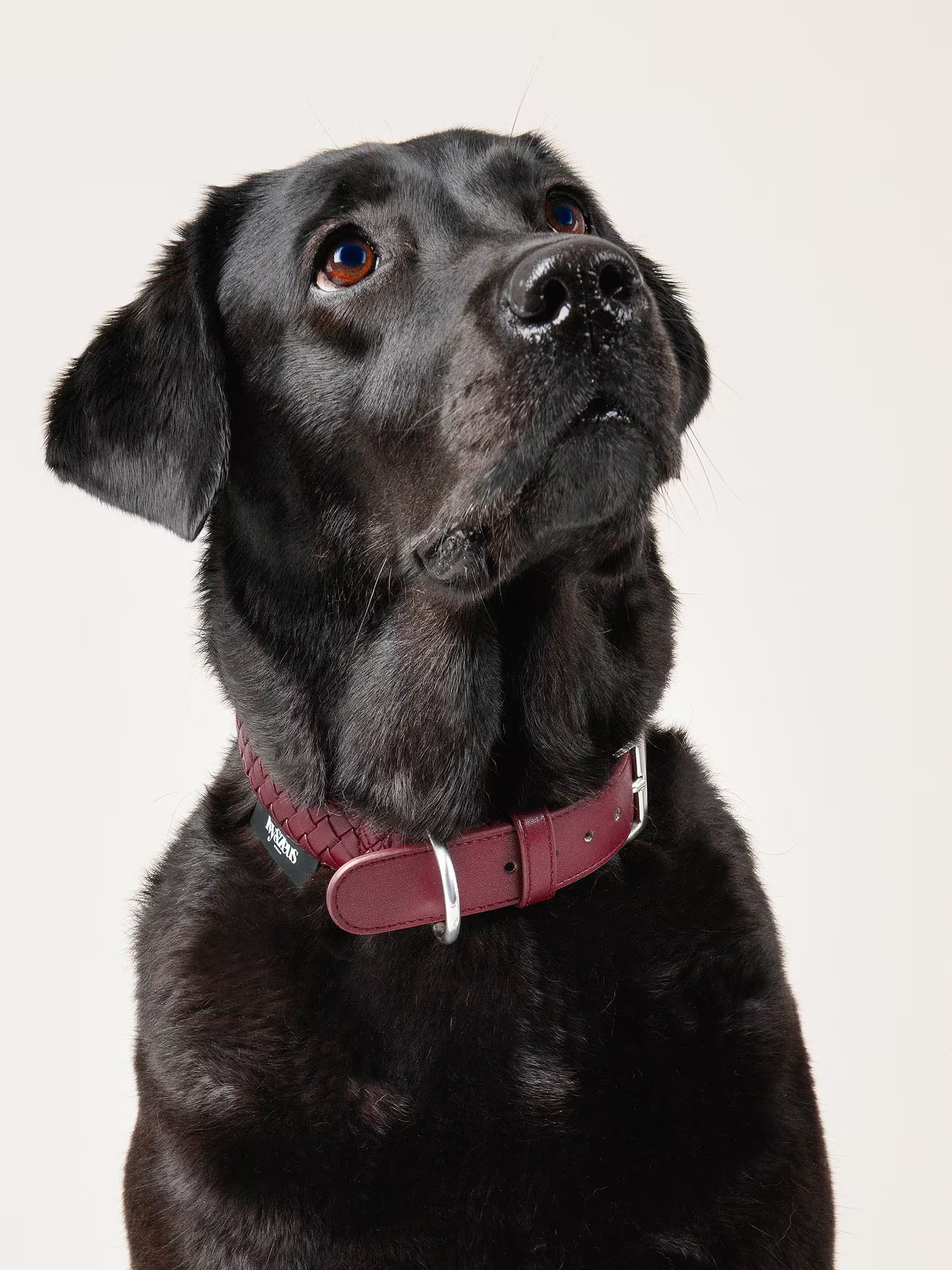 Rusty – geflochtenes Hundehalsband in Bordeaux