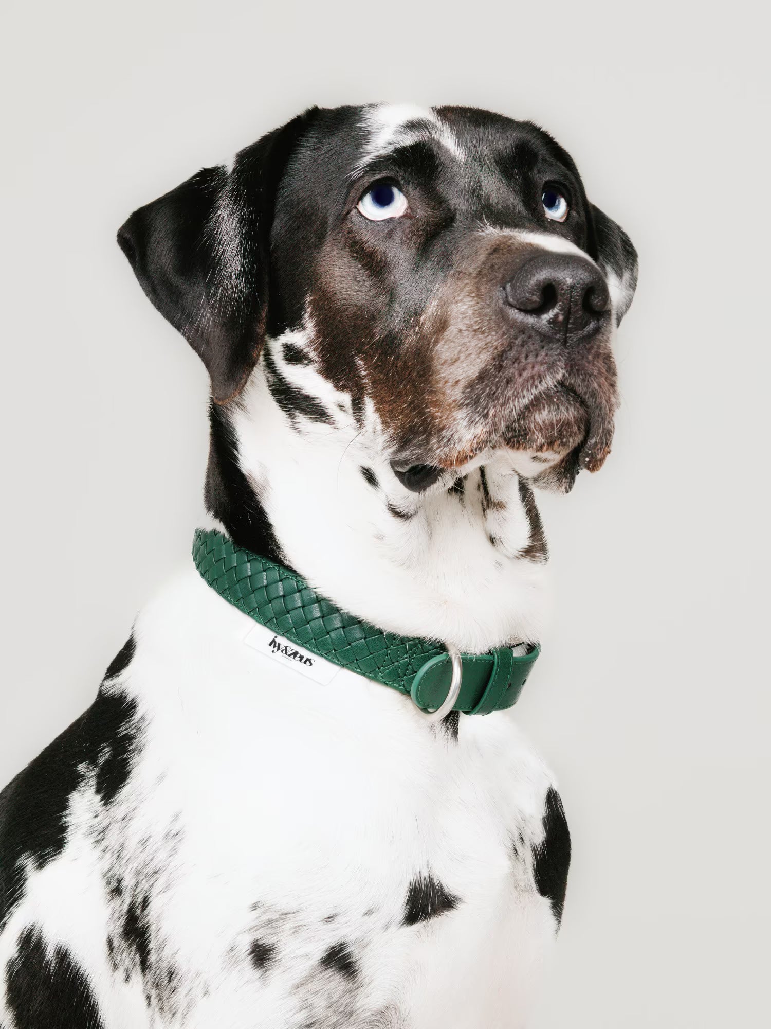Hund trägt ein geflochtenes Hundehalsband in Forest Grün, Portraitaufnahme