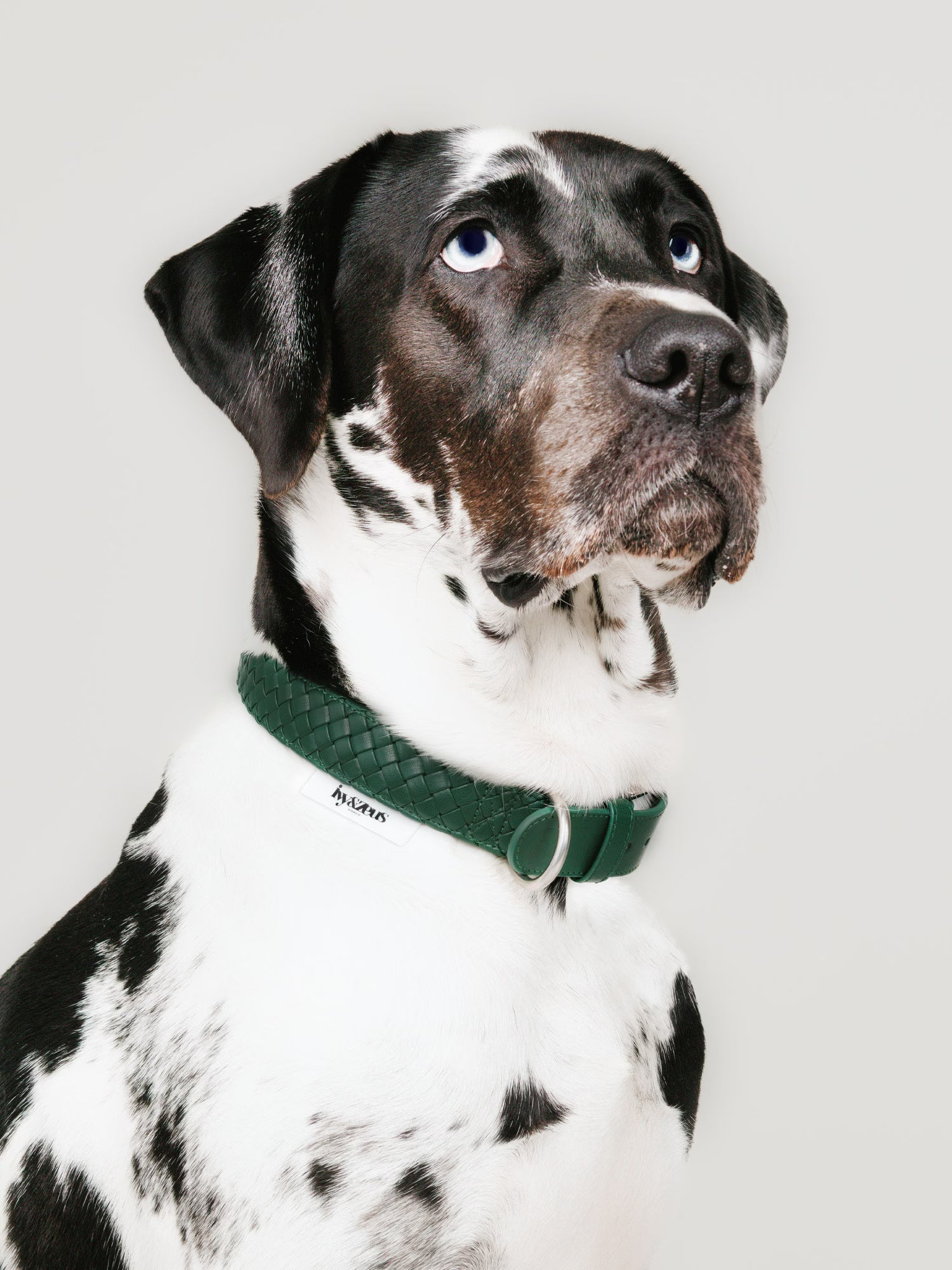 Forest – braided dog collar in forest green