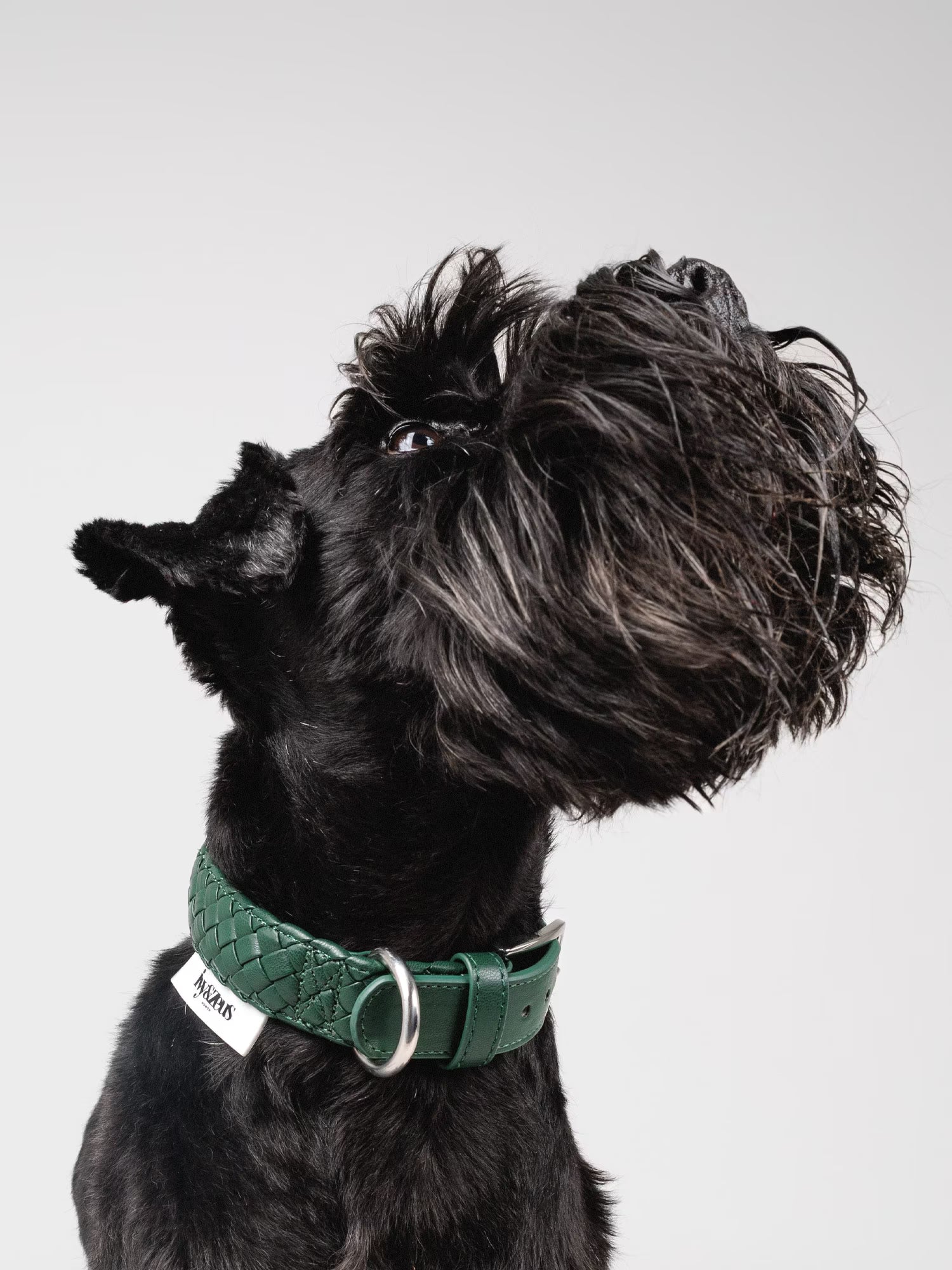 Hund trägt ein geflochtenes Hundehalsband in Forest Grün, Seitenansicht