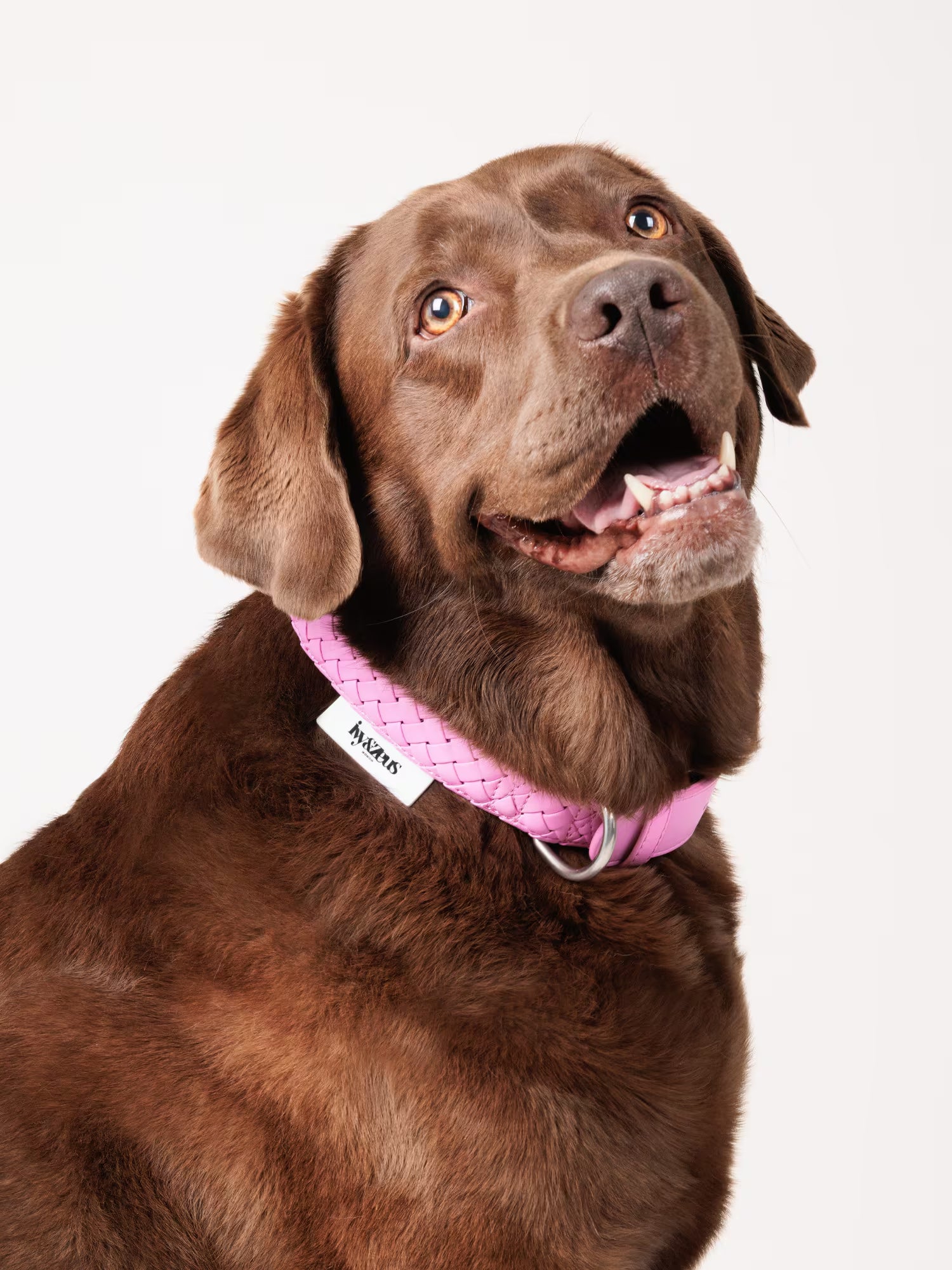 Hund trägt ein geflochtenes Hundehalsband in Daisy Rosa, Seitenansicht