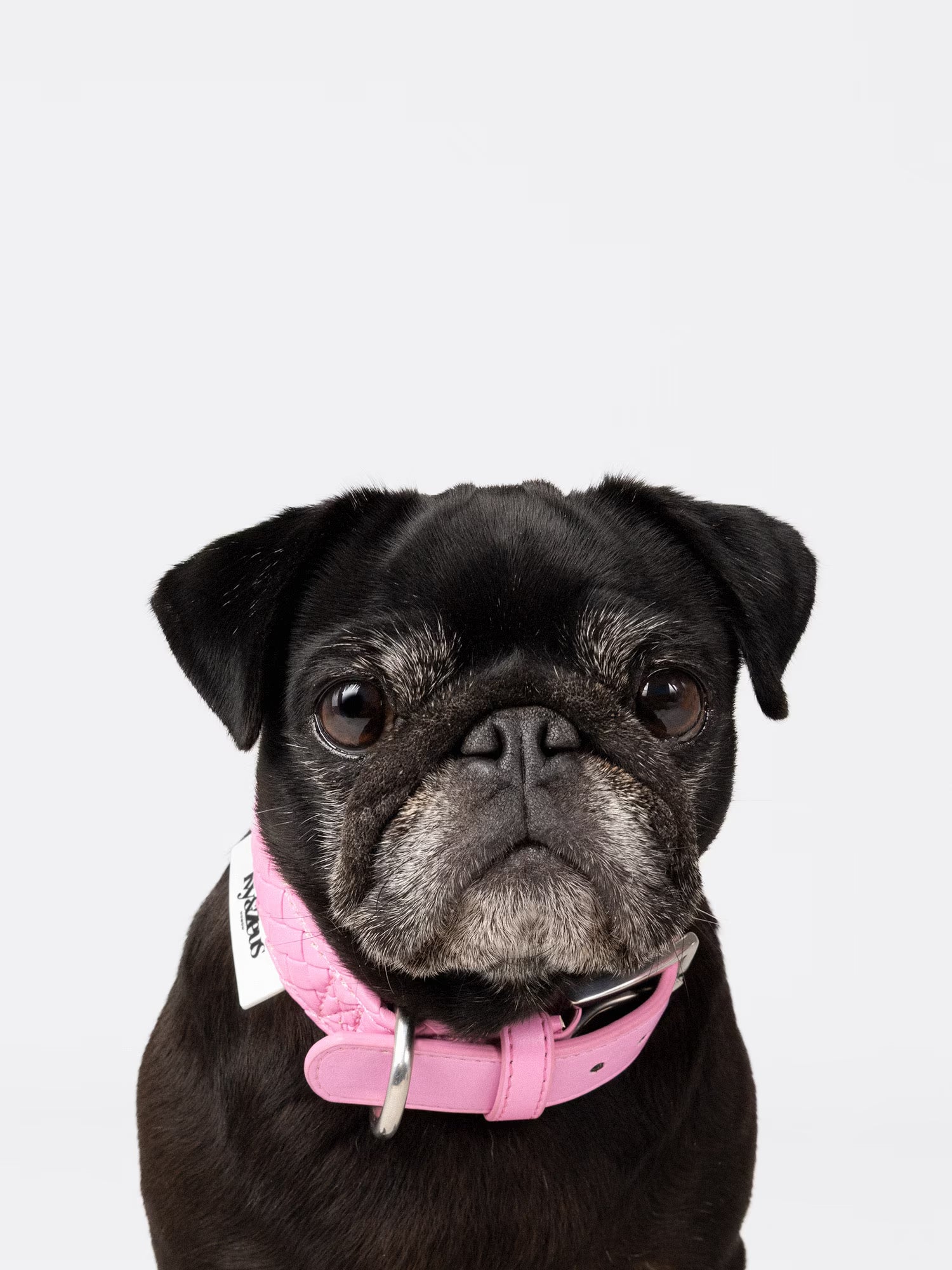 Hund trägt ein geflochtenes Hundehalsband in Daisy Rosa, Portraitaufnahme