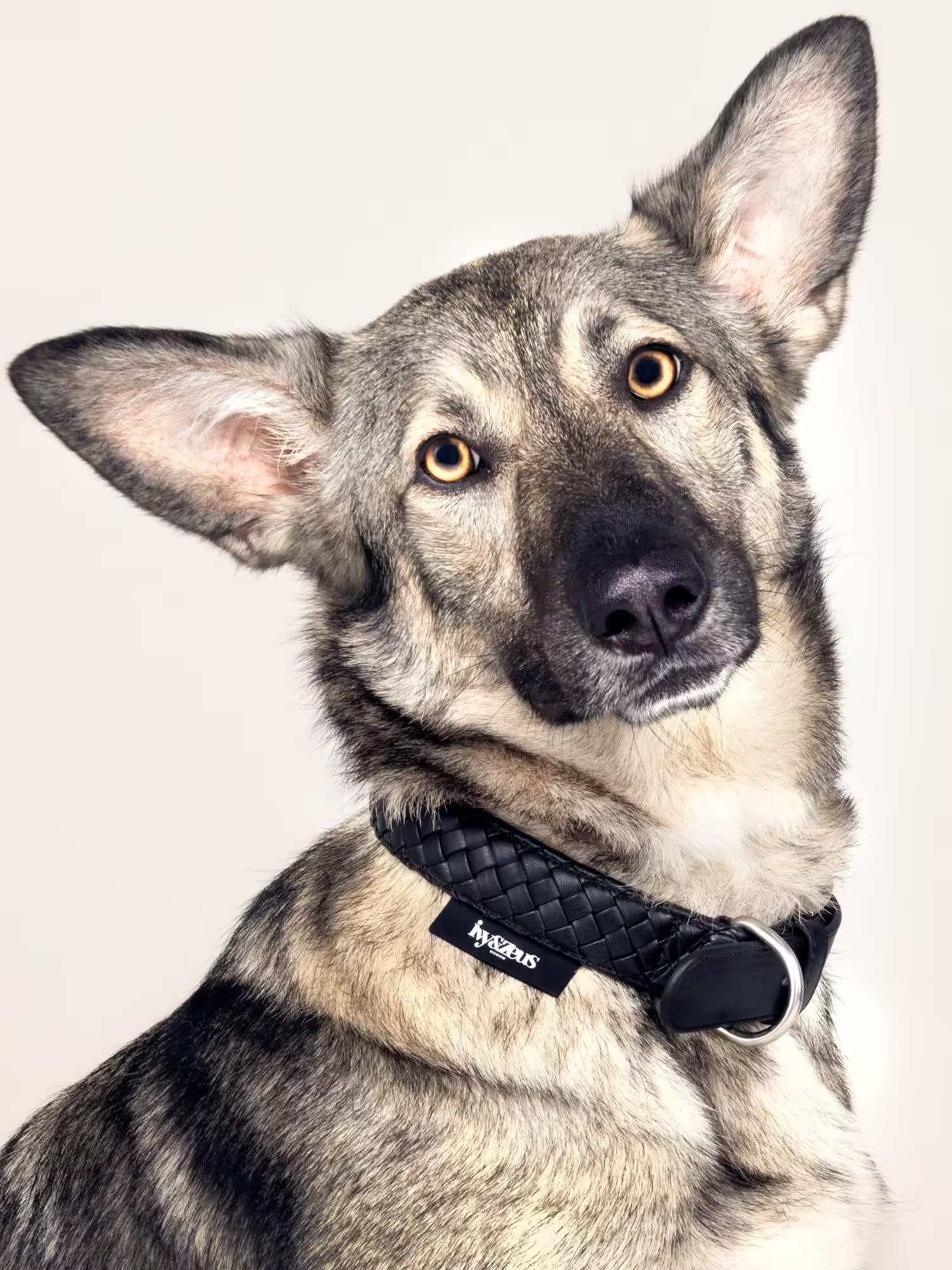 Panther – geflochtenes Hundehalsband in Schwarz