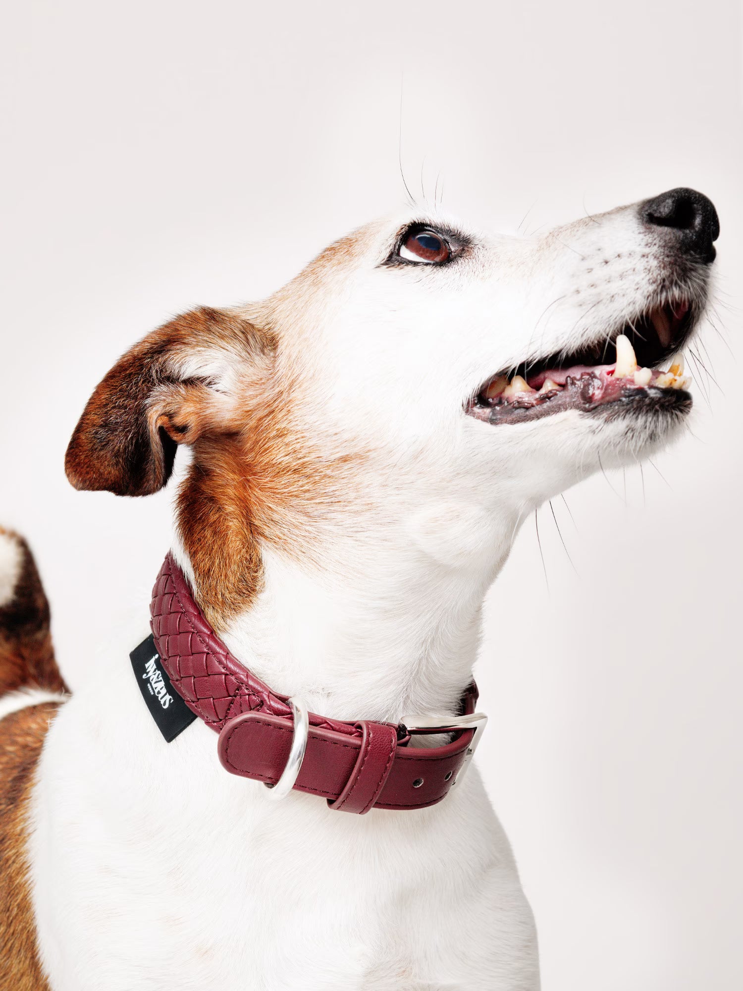 Rusty – geflochtenes Hundehalsband in Bordeaux