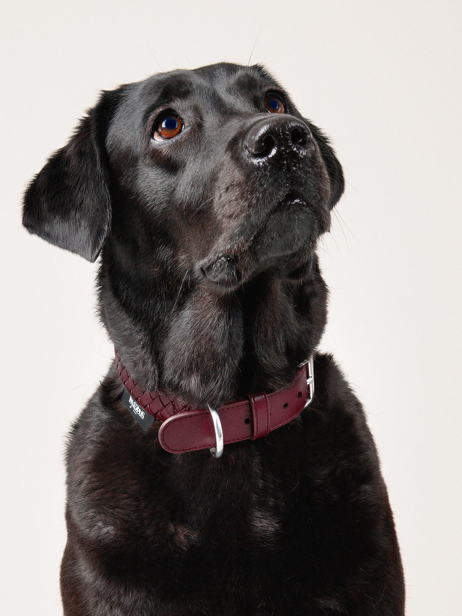 Rusty – geflochtenes Hundehalsband in Bordeaux