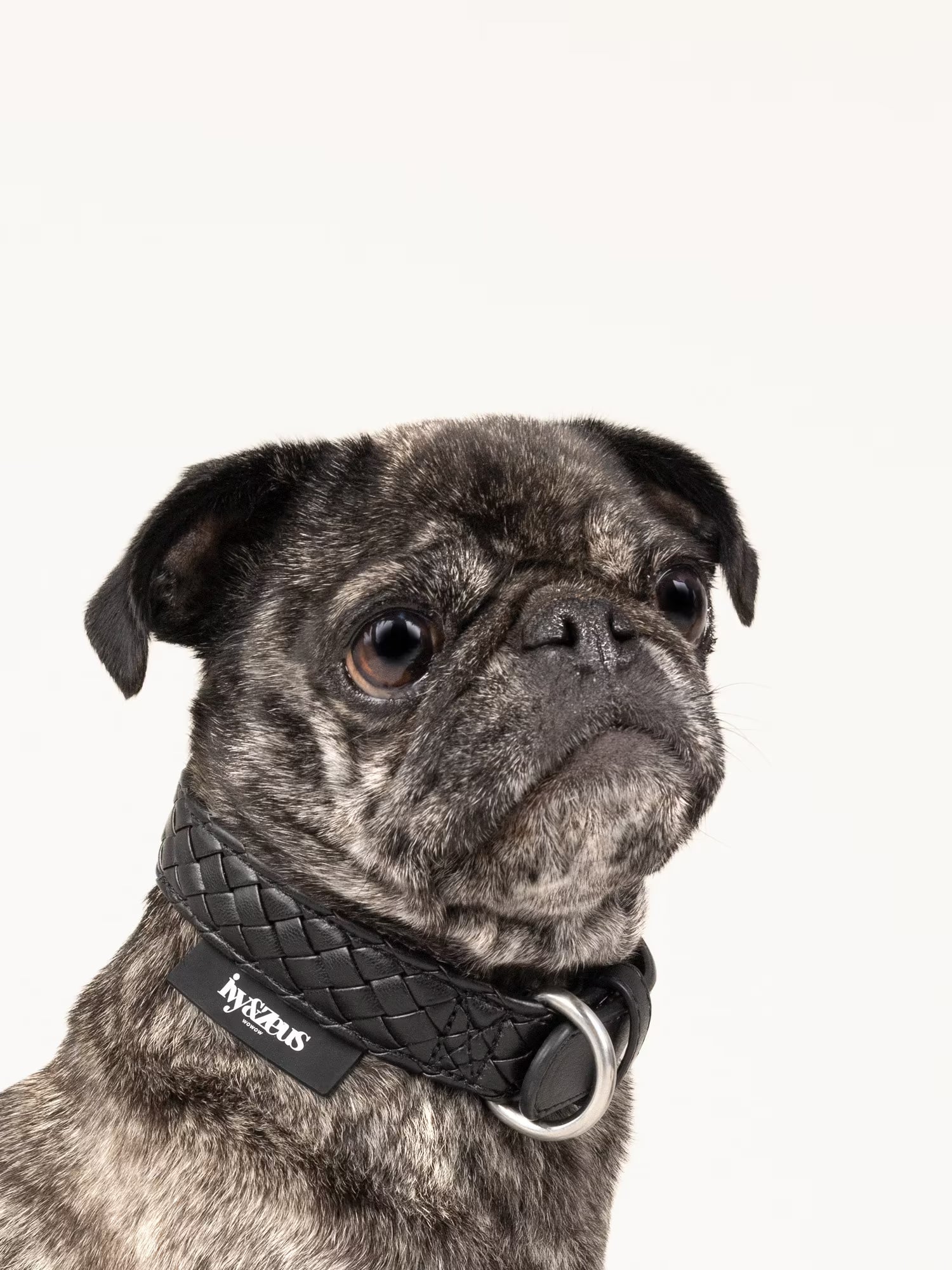 Panther – geflochtenes Hundehalsband in Schwarz